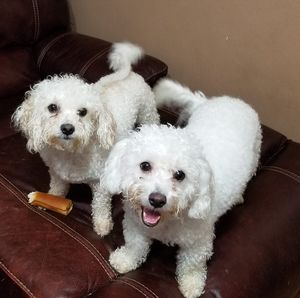 Meet your Posher, Holly